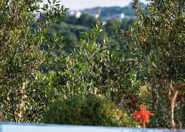Campagna *